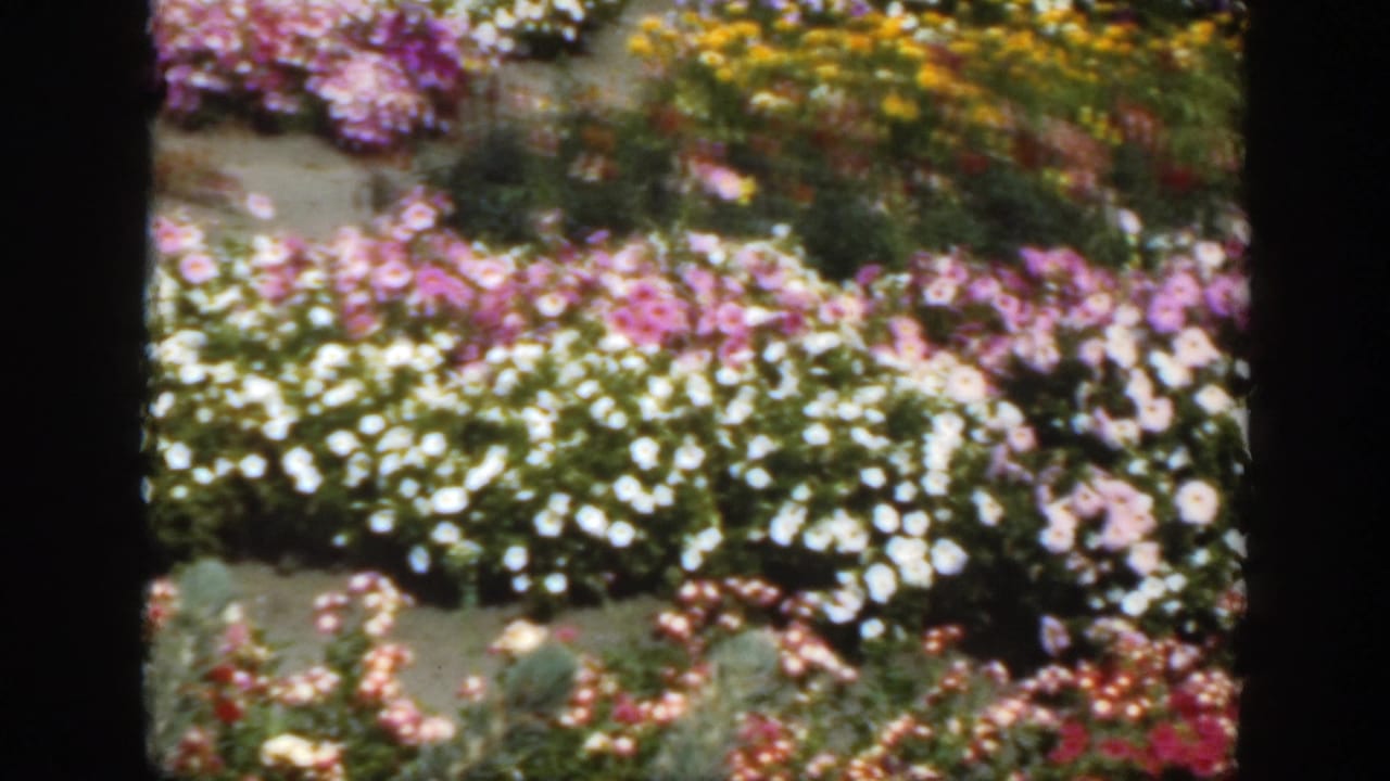 Colorful flower beds with white, pink, yellow, and red blooms in a garden.