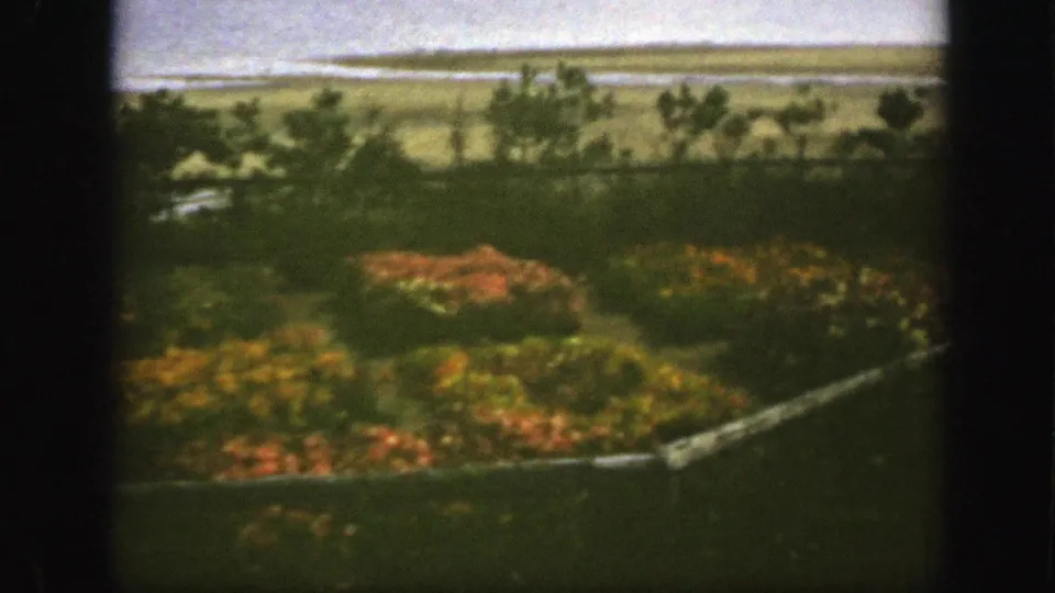 1950 Montreal home-movie view of a backyard garden with orange and yellow flowers, shrubs, lawn, and distant open landscape.