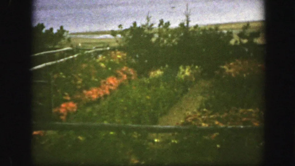 1950 Montreal home-movie frame showing orange flowers, a simple rail fence, dense shrubs, and a pale sky beyond.
