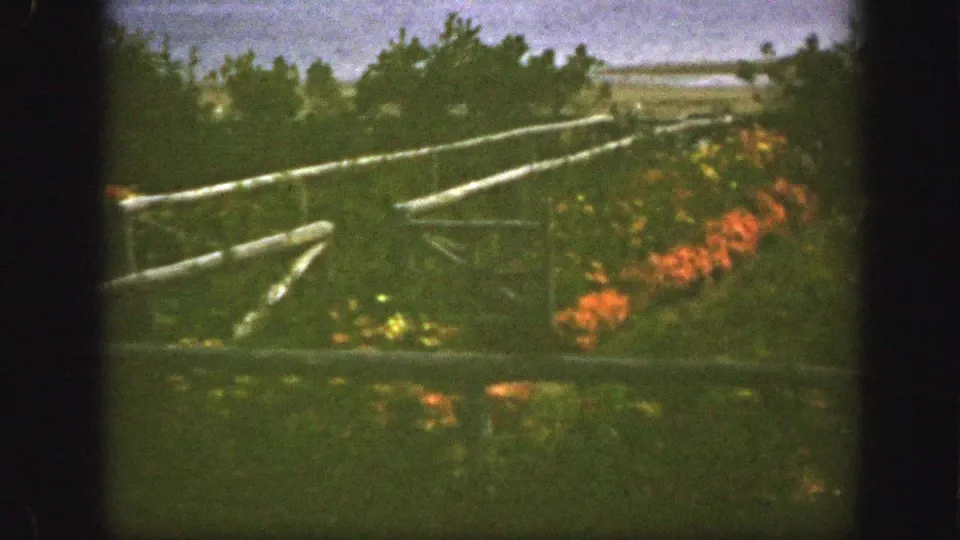 1950s 8mm view near Montreal showing a wooden fence, orange flowers, shrubs, and a distant glimpse of water.