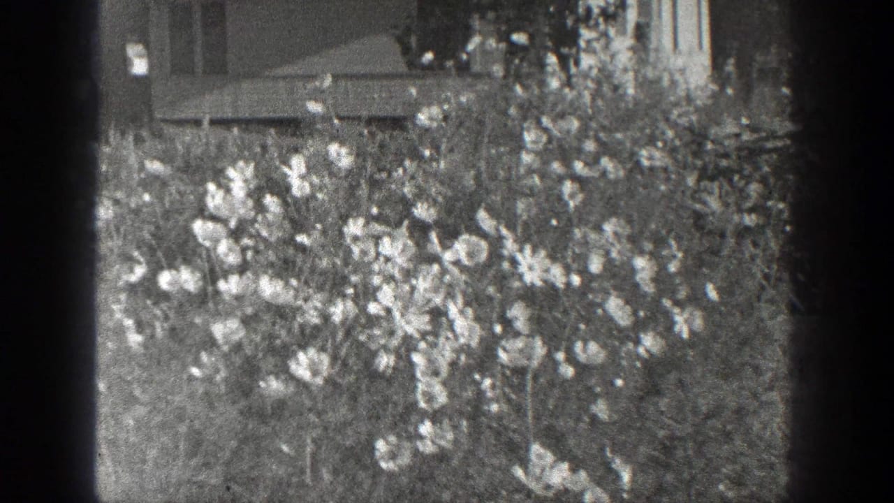 Flowering garden shrubs with a partial building behind them.
