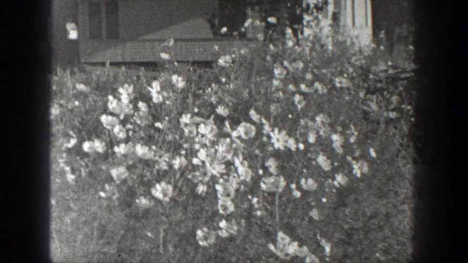 1936 California 8mm frame showing pale garden flowers and shrubs, with part of a building visible in the background.
