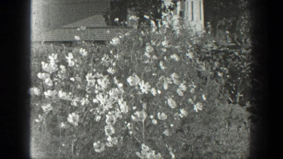1936 California home-movie frame of dense garden flowers and foliage, bordered by dark film edges.