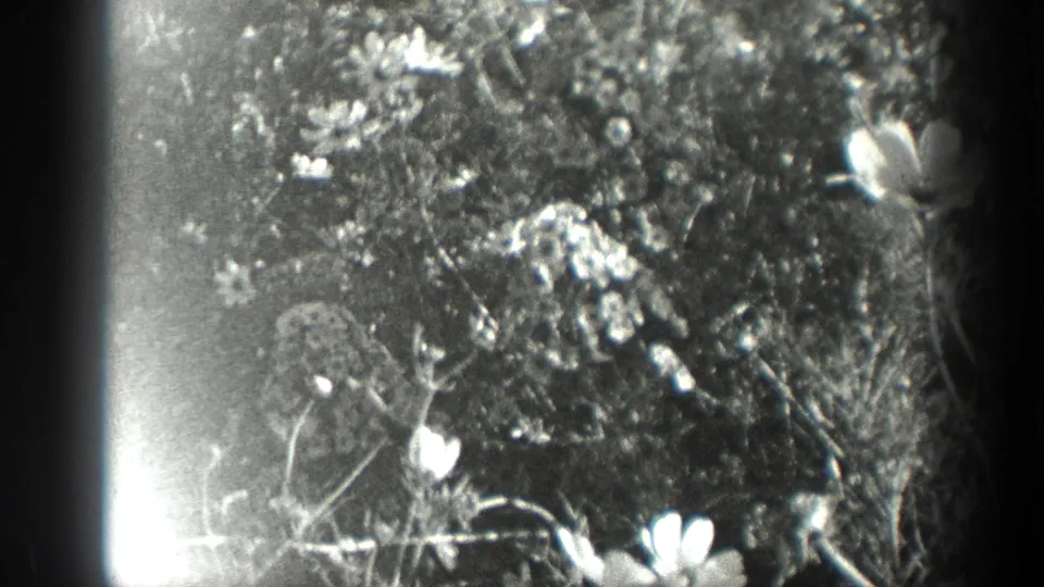 Close 8mm view of garden stems, leaves, and small blossoms, with a bright exposure flare along the frame edge.