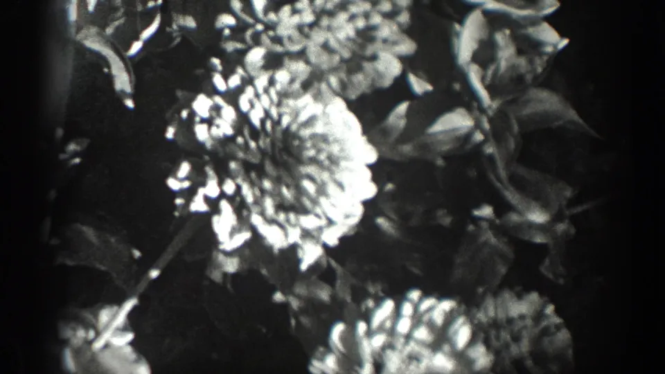 Close 1936 California 8mm frame of large garden blossoms and surrounding leaves against a darker background.