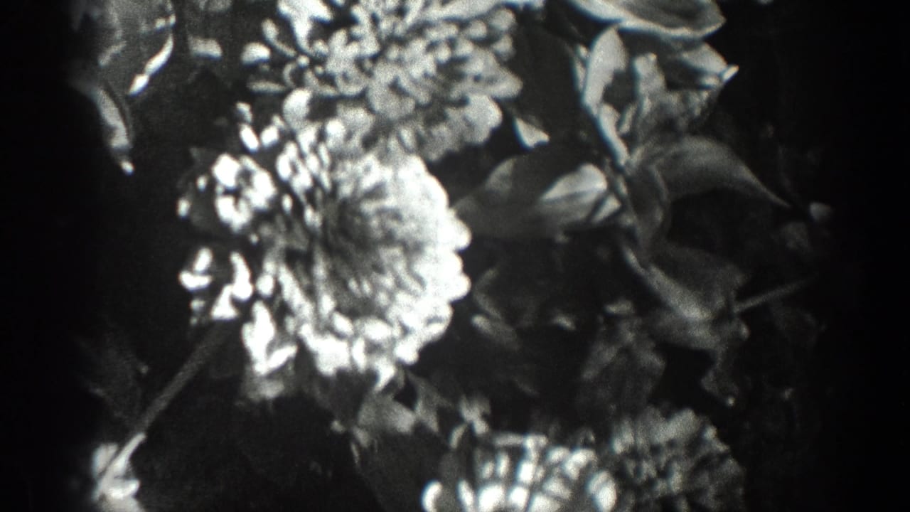 1936 California 8mm frame showing bright garden flowers and leafy stems in high-contrast black and white.