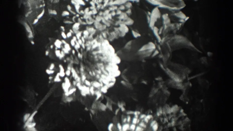 1936 California 8mm frame showing bright garden flowers and leafy stems in high-contrast black and white.