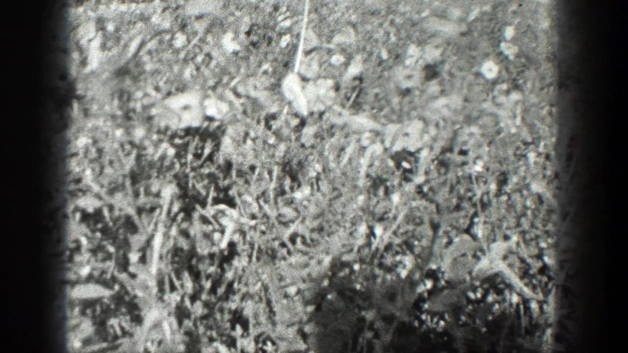 Dense sunlit foliage and ground cover seen through dark film-edge shadows.