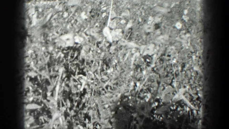 Black-and-white 8mm view of dense garden vegetation, with strong sunlight and dark gate-edge shadows.