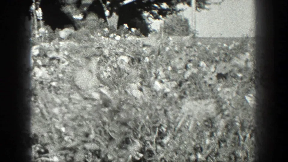 Wider 1936 California garden frame with low vegetation, overhanging leaves, and a faint pale structure or fence line beyond.