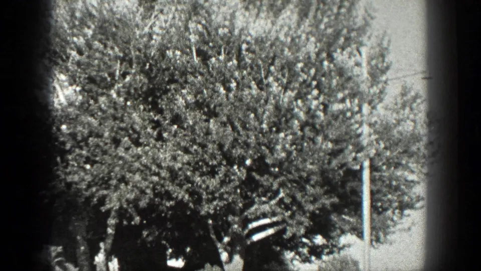 Black-and-white 8mm frame showing a large leafy tree or shrub in a sunlit California yard, with a pale vertical edge nearby.