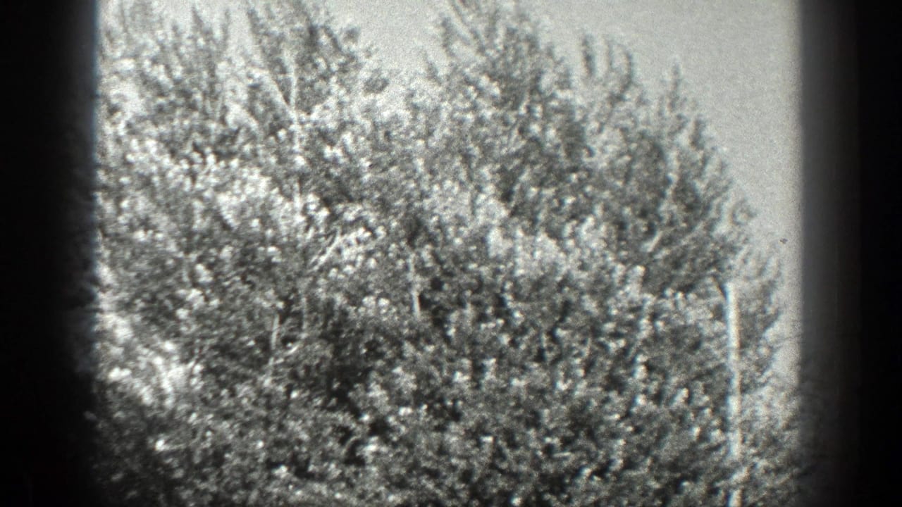 Sunlit shrubs and dense foliage framed by dark film edges.