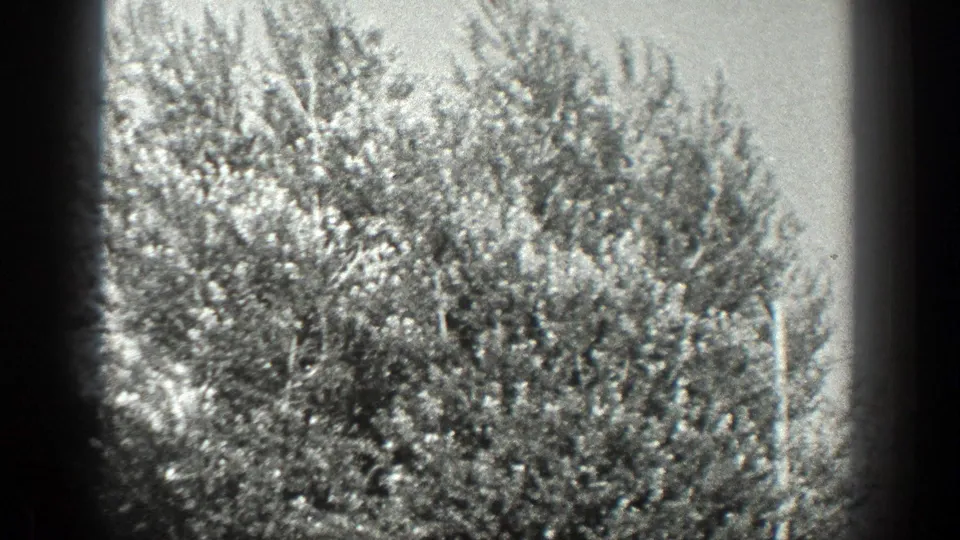 Black-and-white 1936 California home-movie frame showing bright garden shrubs and leafy growth in soft focus.