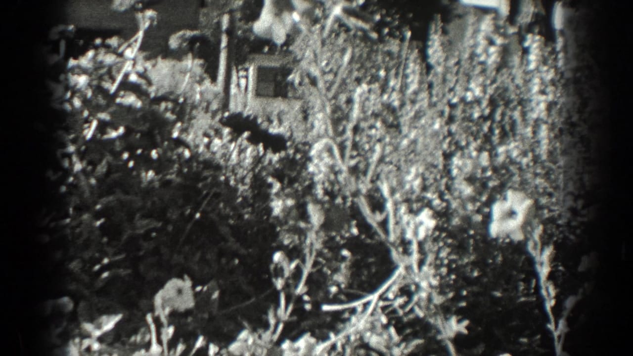 Close garden view with pale flowers, stems, and leafy plants.