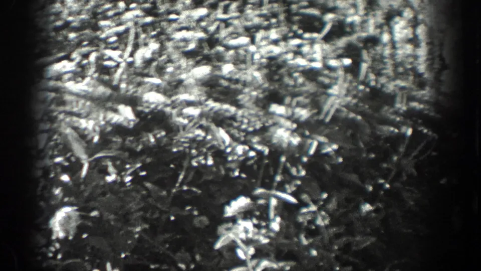 Black-and-white 8mm frame showing a low bed of leaves, stems, and scattered white flowers under bright outdoor light.