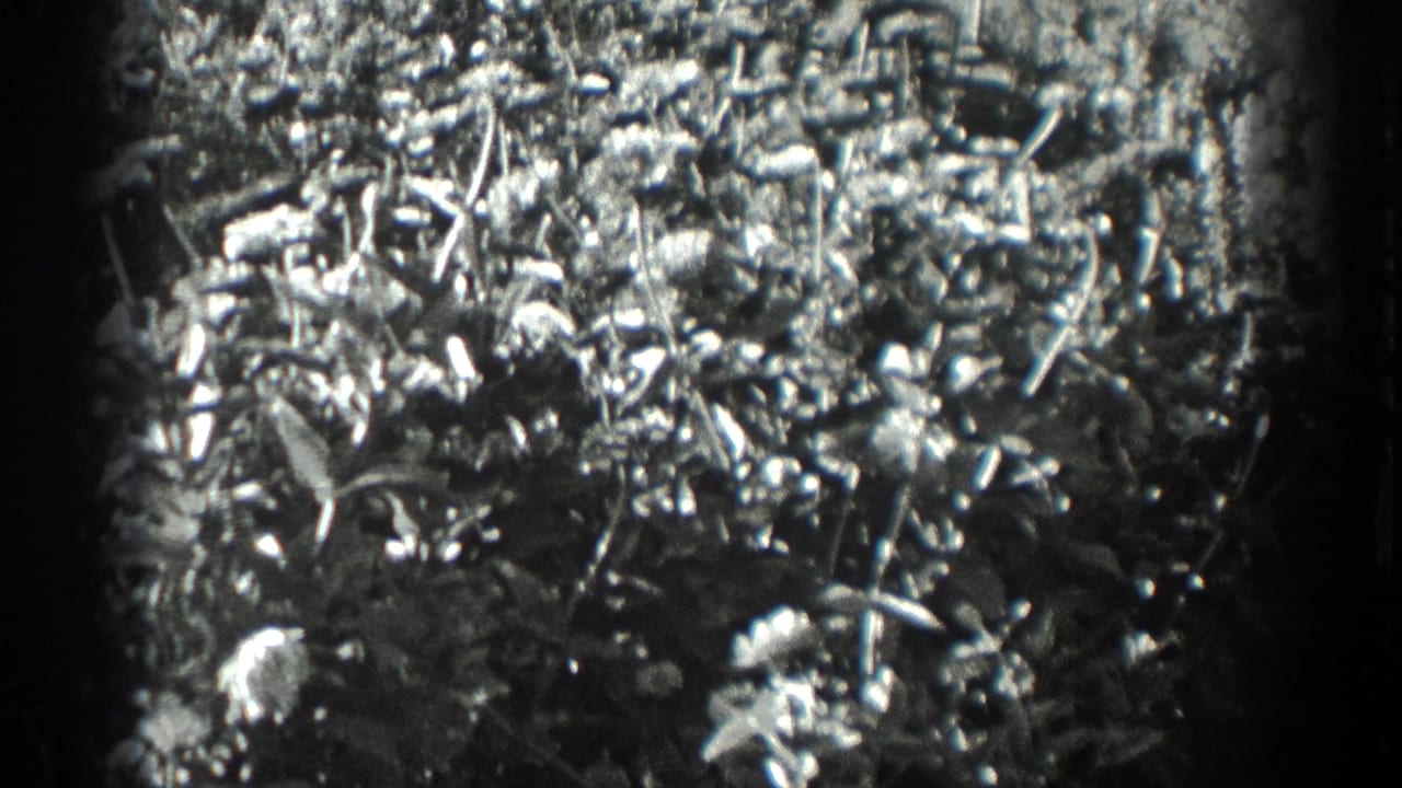 Close view of dense garden foliage and flowers in black-and-white film.