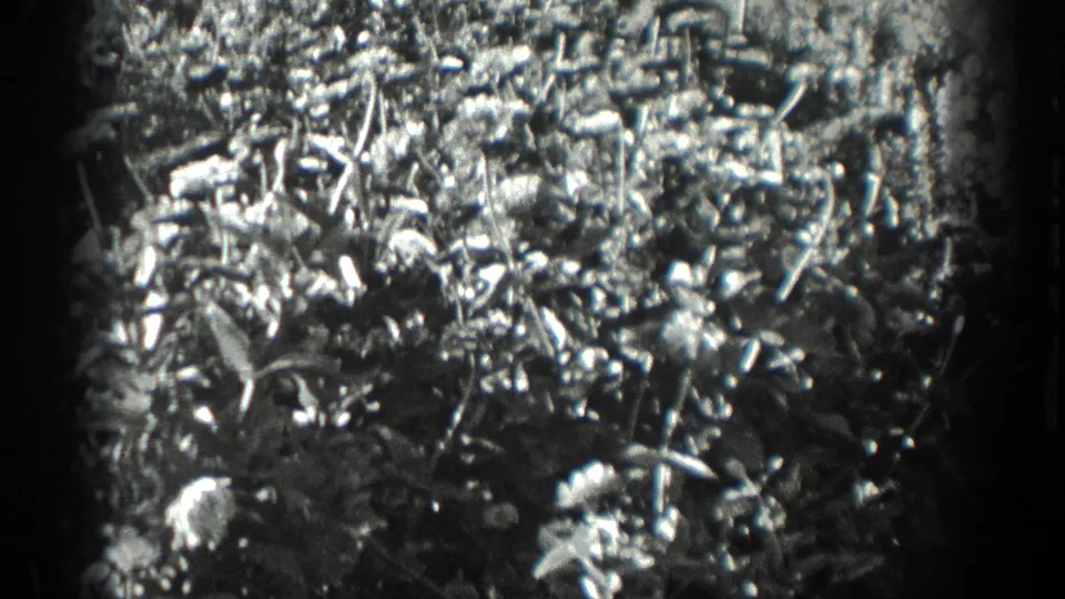 Dense flowering plants and leafy shrubs fill the frame in 1936 California 8mm home-movie footage.