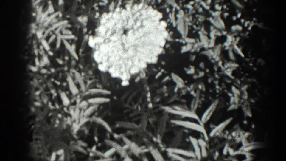 Close-up 8mm frame of a pale flower in bloom among leaves, likely from the same 1936 California garden scene.