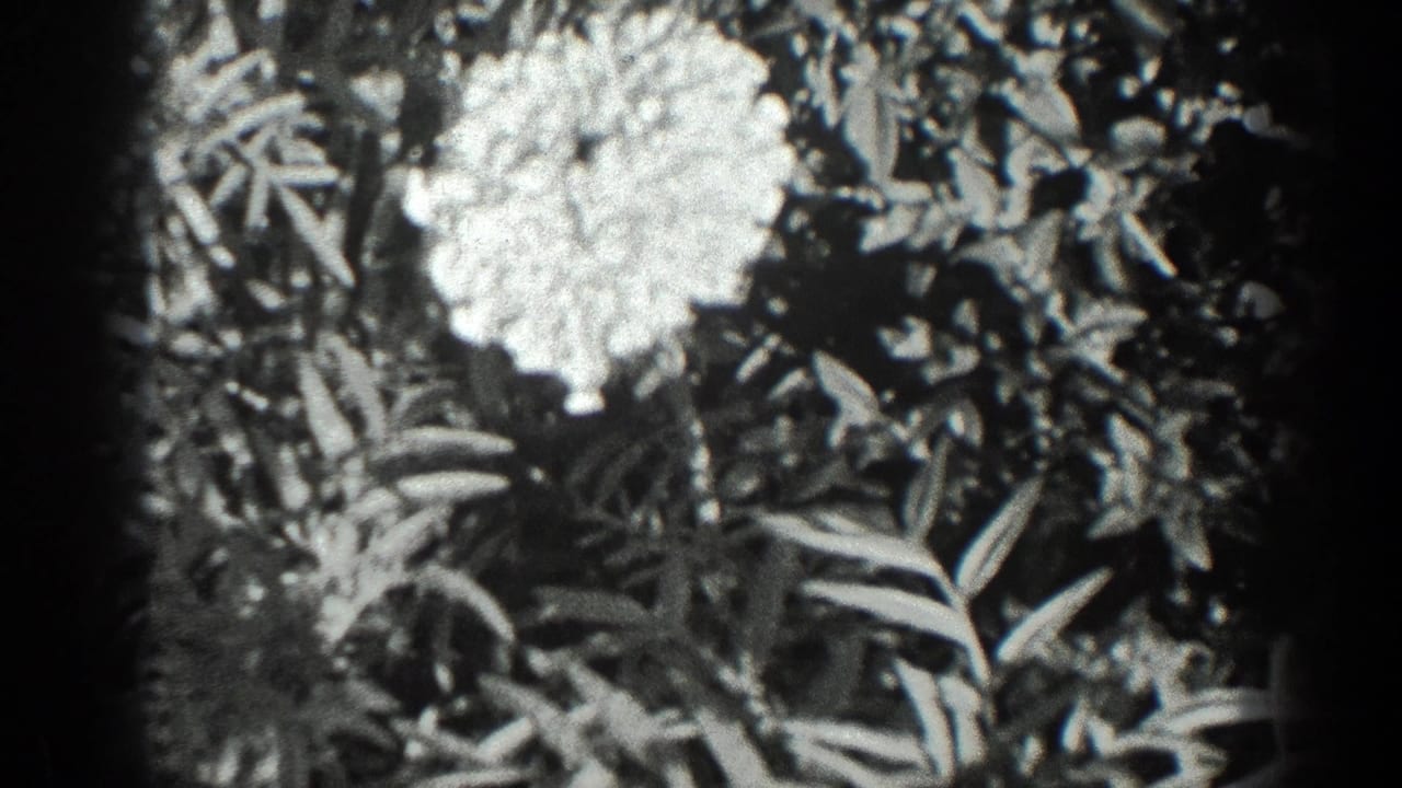 Pale flower surrounded by dark foliage in soft black-and-white film.