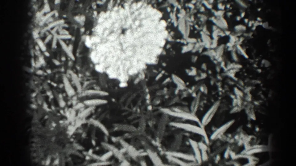 A pale flower and surrounding leaves fill the frame in black-and-white 1930s California home-movie footage.