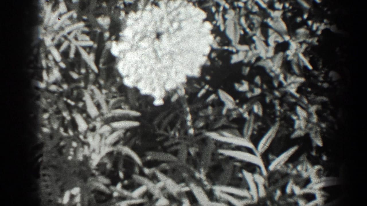 Pale flower and leaves seen in a repeated close-up frame.