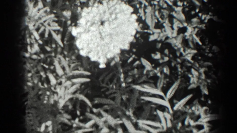 The flower remains centered among dark leaves, with grain and soft exposure visible in the 8mm frame.