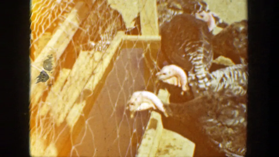 In the poultry scene, several turkeys crowd near a feeder behind wire mesh, framed by wooden supports and warm faded color.