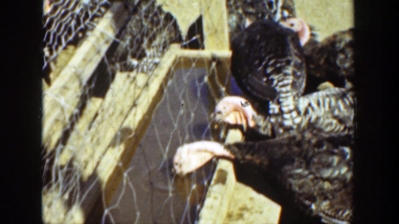 1936 California home-movie frame showing turkeys near a wooden water trough inside a wire farm enclosure.