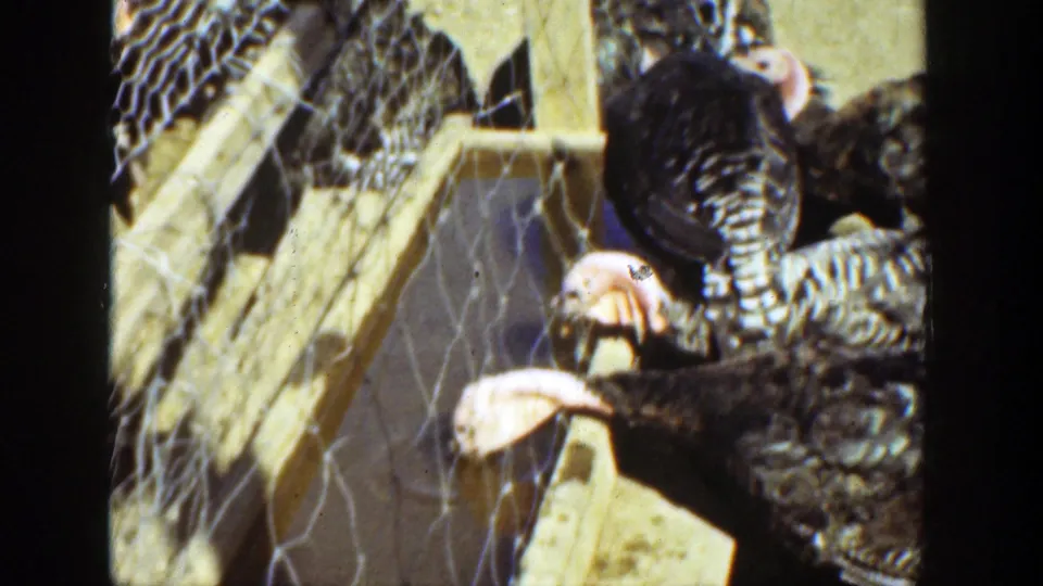 1936 California home-movie frame showing turkeys near a wooden water trough inside a wire farm enclosure.