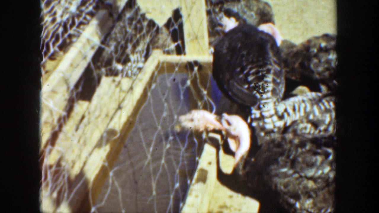 Turkeys at a trough partly framed by wire mesh and wood.
