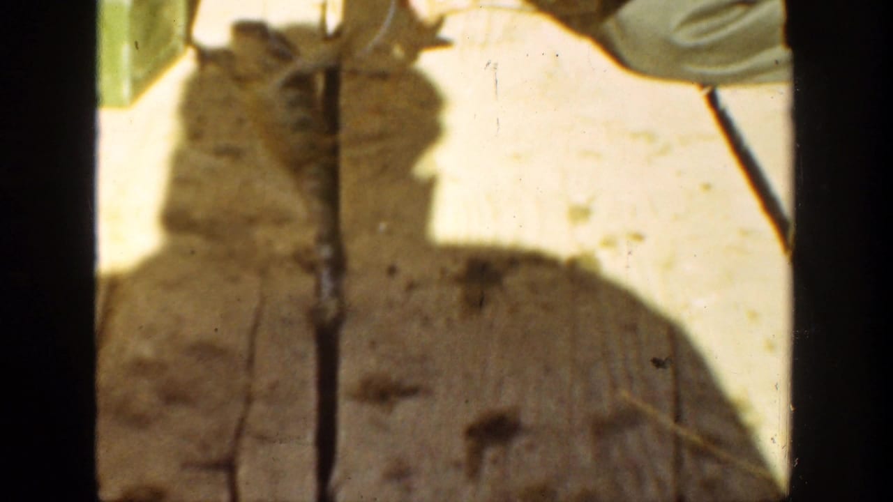 1936 California 8mm frame showing a toad on rough wooden boards near silver tongs in bright sunlight.