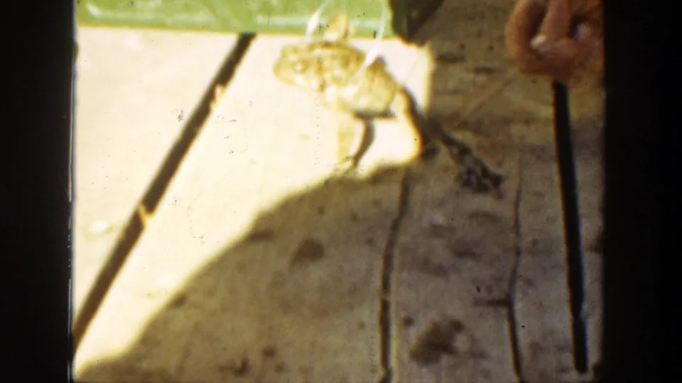 1936 California 8mm frame showing a hand using tongs to hold a toad over rough boards outdoors.