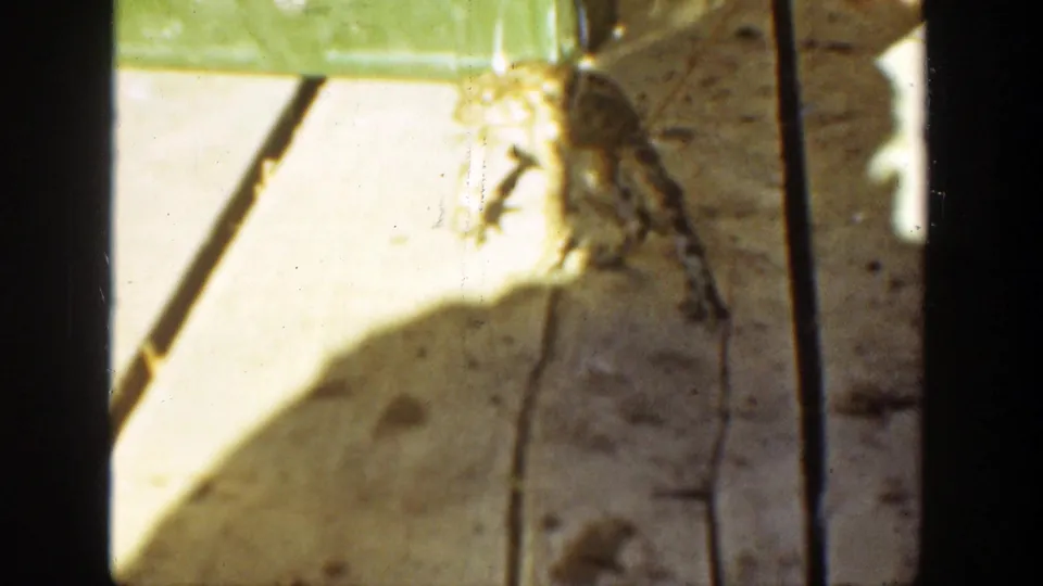 1936 California home-movie frame of a toad held by tongs over wooden boards in sharp outdoor light.
