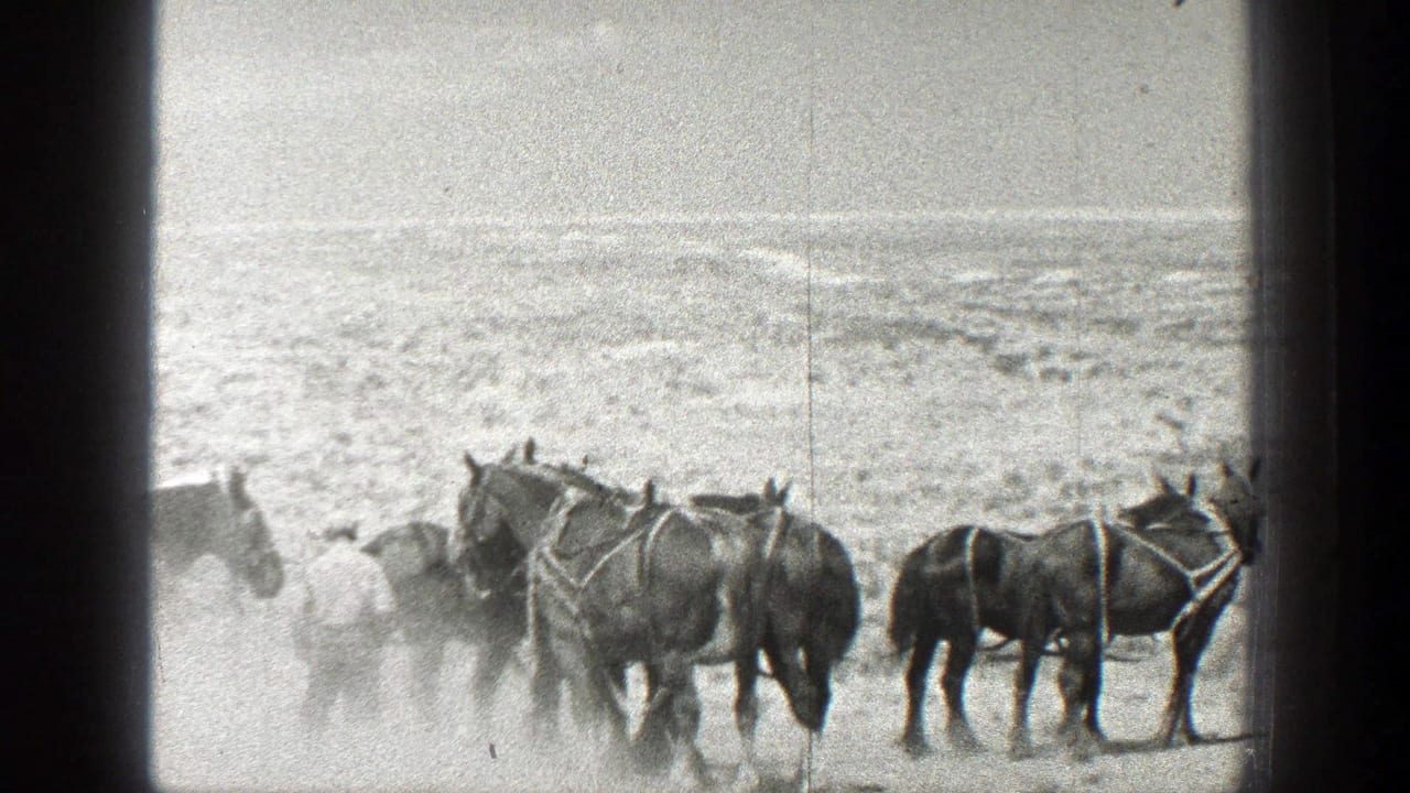 Harnessed horses standing in a dusty open field with a man partly visible at left.