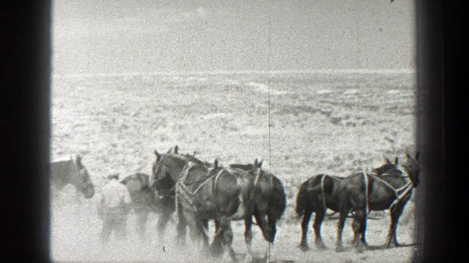 1936 California 8mm frame showing harnessed work horses in a dusty field, with an adult man partly visible near the team.