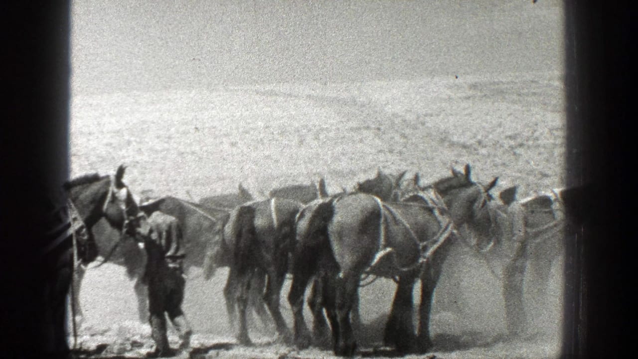 Man standing beside a line of harnessed horses in a dusty field.