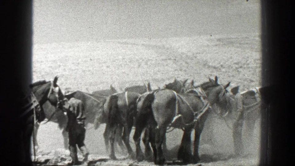 A man stands among harnessed horses in a dusty California field, with the team grouped close together in black-and-white 8mm footage.