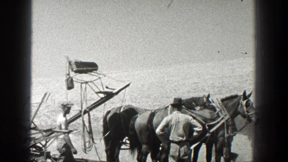 Men in hats work around harnessed horses beside a raised equipment frame in a dusty rural California field.