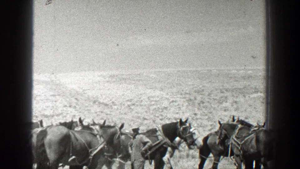 Harnessed horses fill the lower frame in a bright open California field, with men partly visible among the team.