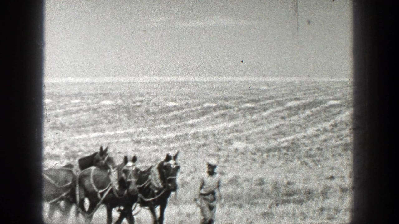 1936 California 8mm frame showing a farmer in a white hat leading harnessed horses across an open field.