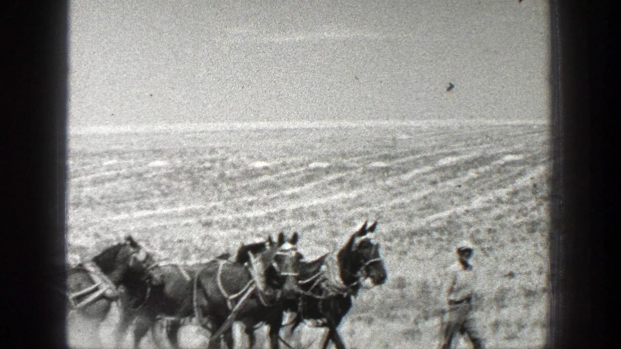 Harnessed horses move across a dry field while a man walks ahead at right.