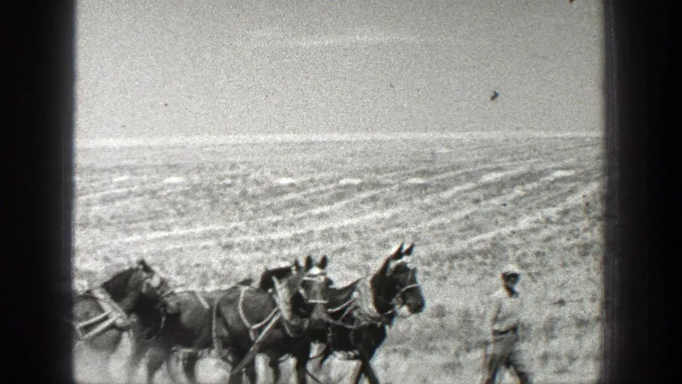 A team of horses crosses a bright California field as a white-hatted farmer walks ahead in the 1936 home-movie frame.