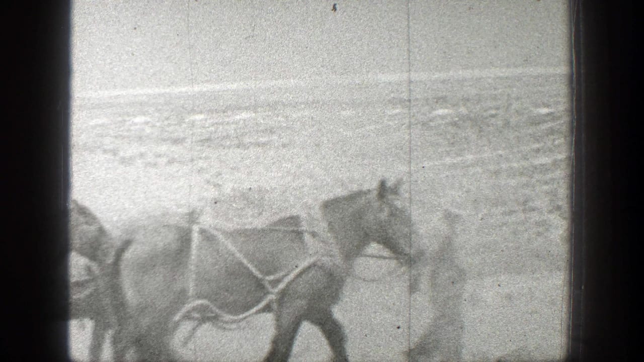 Harnessed horses move across a flat landscape with a handler partly visible.