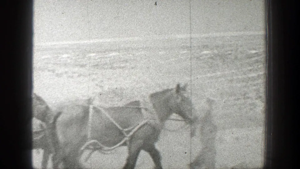 A team of bridled horses crosses dry California terrain in grainy 1936 home-movie footage, with the handler partly obscured.