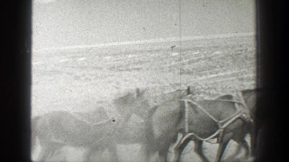 Soft, bright 8mm footage shows bridled horses moving together across arid California land in 1936.