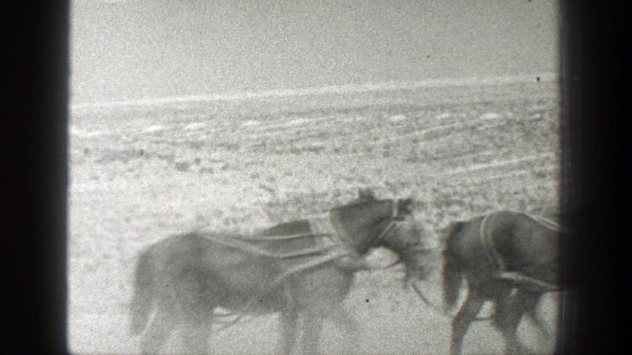 1936 California 8mm frame showing harnessed horses moving through a dusty ranch field beside fencing.