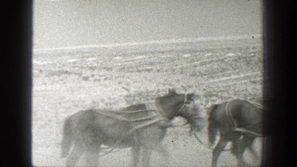 1936 California 8mm frame showing harnessed horses moving through a dusty ranch field beside fencing.