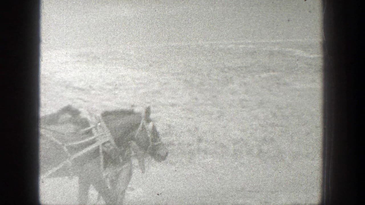 Harnessed horse seen in profile crossing a bright dusty field.