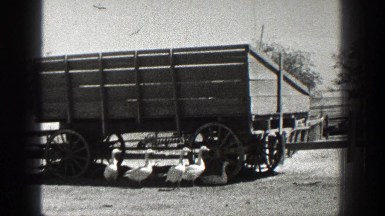 1936 California 8mm frame showing a wooden wagon in a farmyard with several white ducks nearby.