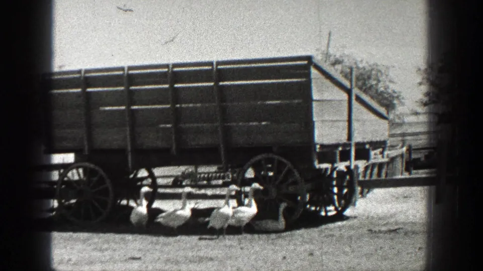 1936 California 8mm frame showing a wooden wagon in a farmyard with several white ducks nearby.